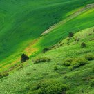 Hillside In The Palouse.